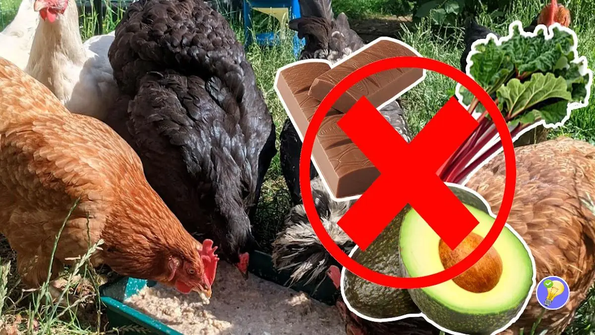 Alimentation des Poules : Conseils Essentiels pour une Bonne Santé