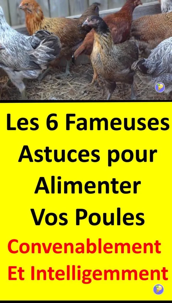   6 Moyens à essayer pour alimenter les poules 