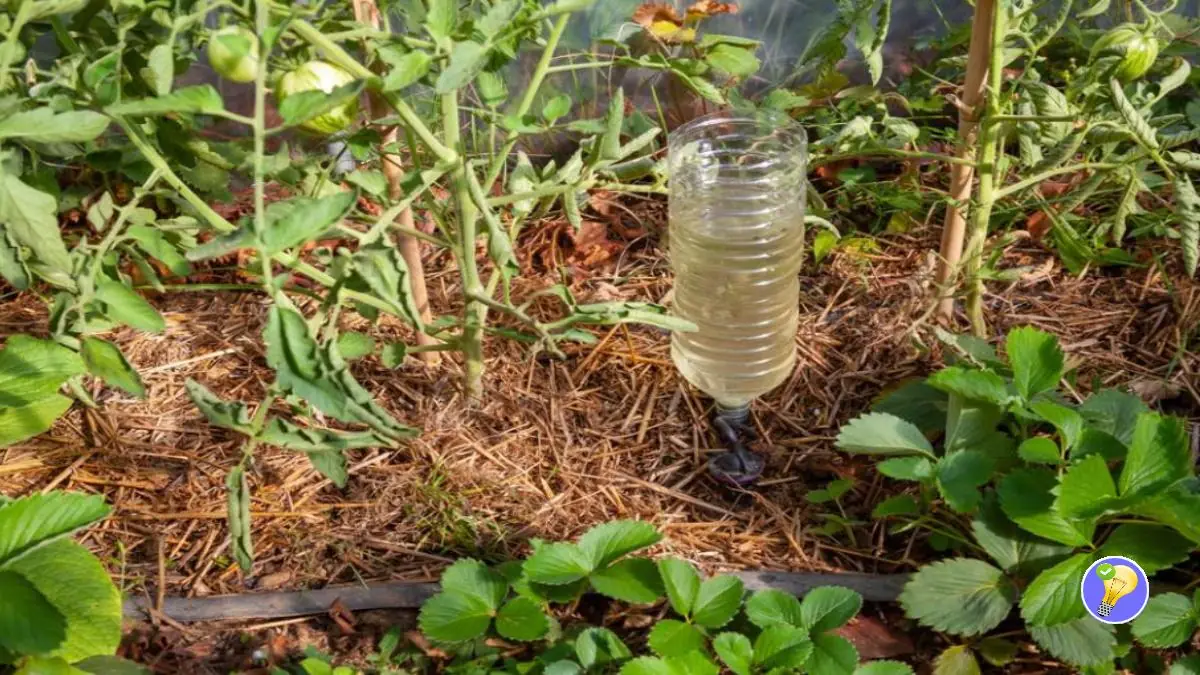 Adoucisseur D'eau Raindrop Dr. NEU Pour L'arrosage Des Plantes - 500 Ml, Enzymatique Et Naturel - Détartre Et Réduit La Dureté De L'eau Du Robinet, Idéal Pour Plantes Sensibles Au Calcaire - 9
