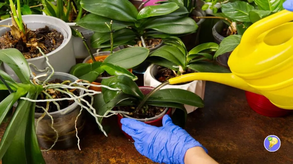Astuce pour bien arroser les orchidées
