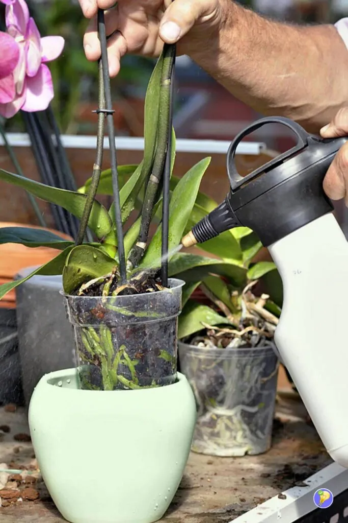 Eviter d'arroser les orchidée avec l'eau du robinet
