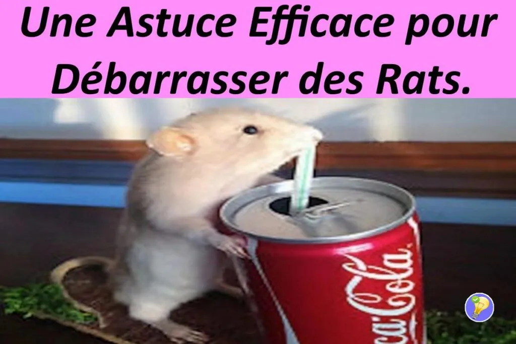 Astuce pour se débarrasser des rats 