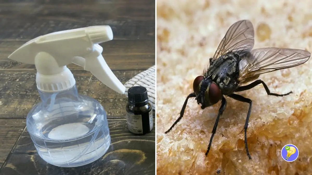 Éloigner les Mouches : Astuce Maison sans Produits Chimiques