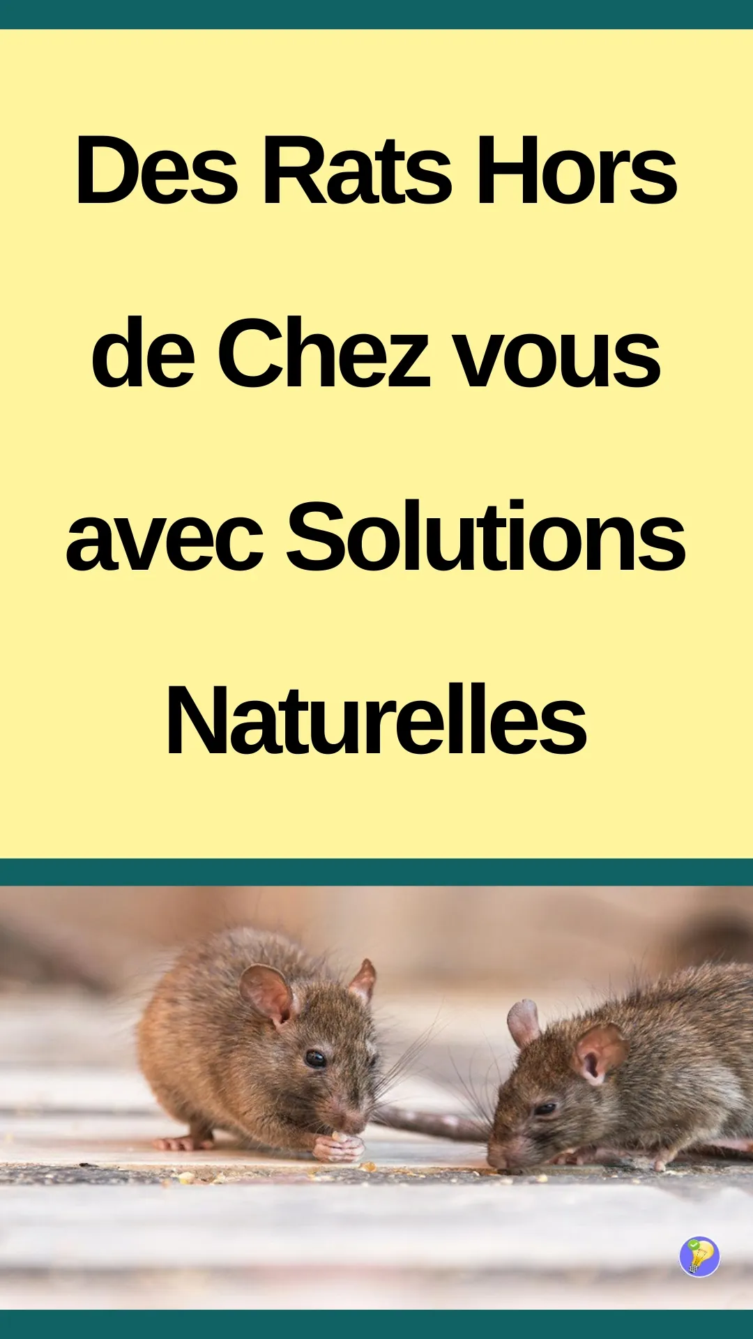 Astuces naturelles pour éloigner les rats de chez vous 