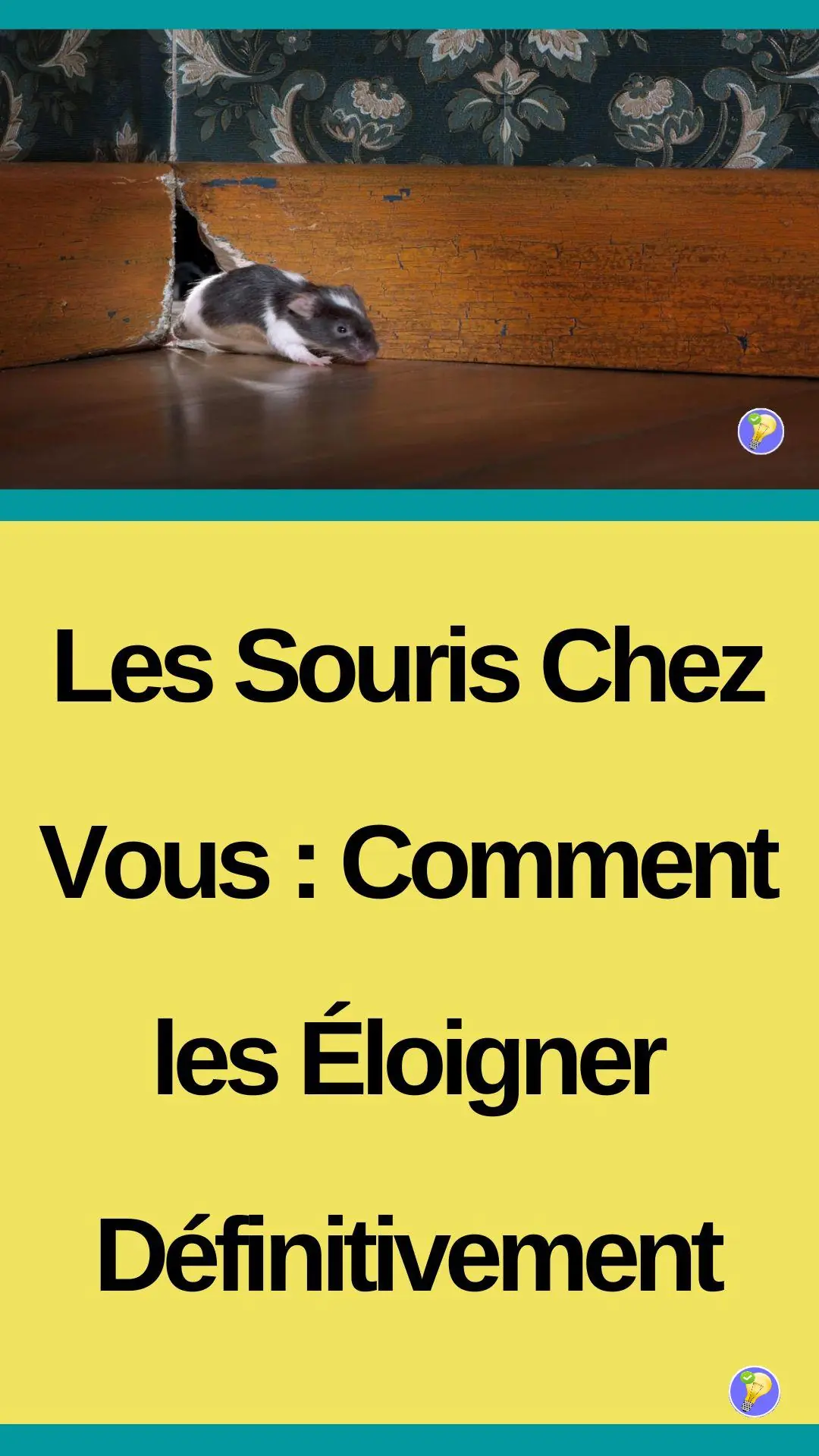 Astuces pour éloigner les souris définitivement