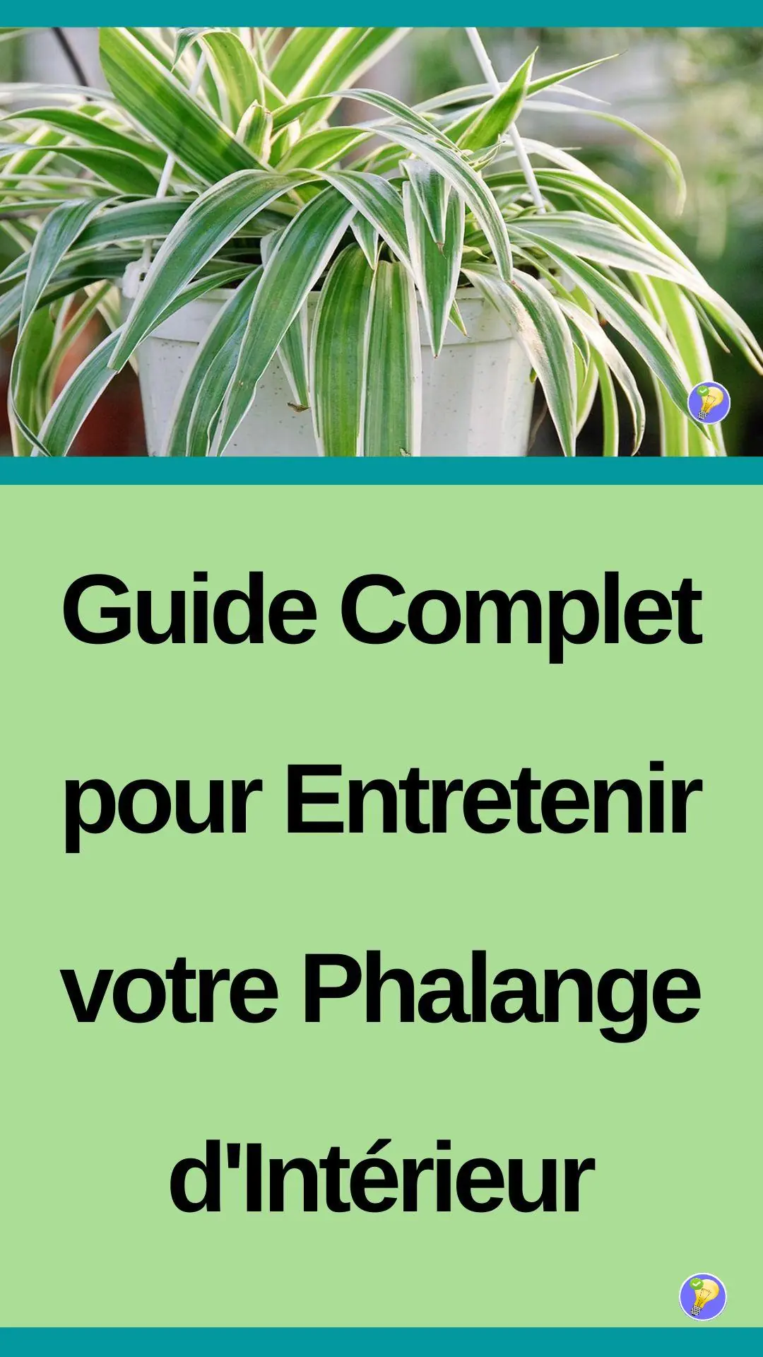 Astuces pour entretenir votre phalange d'intérieur 