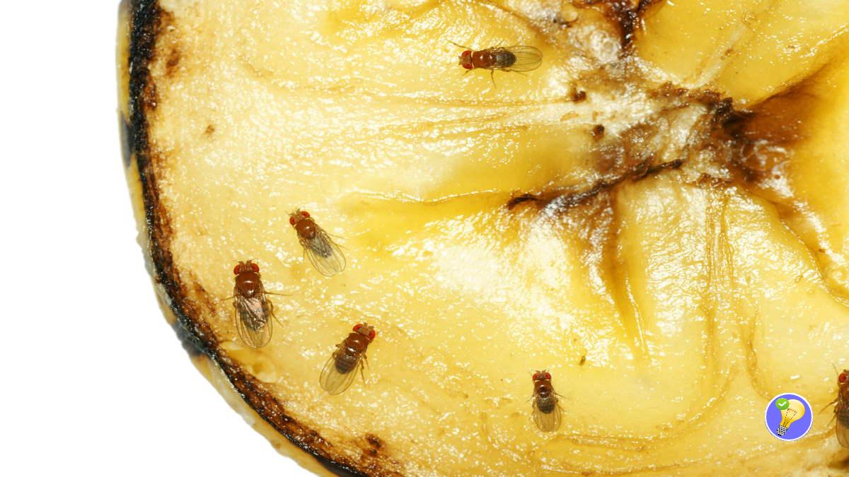 Moucherons dans la Cuisine une Astuce Naturelle pour s’en Débarrasser en 2 Minutes