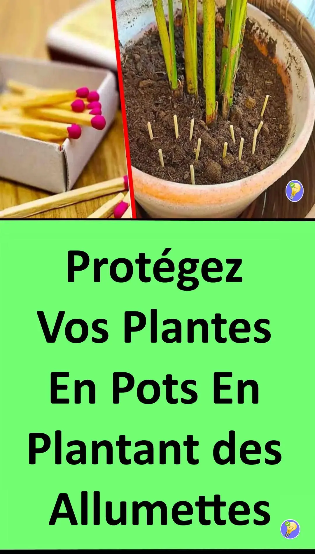 Plantes vertes : pourquoi mettre des allumettes dans les pots ?