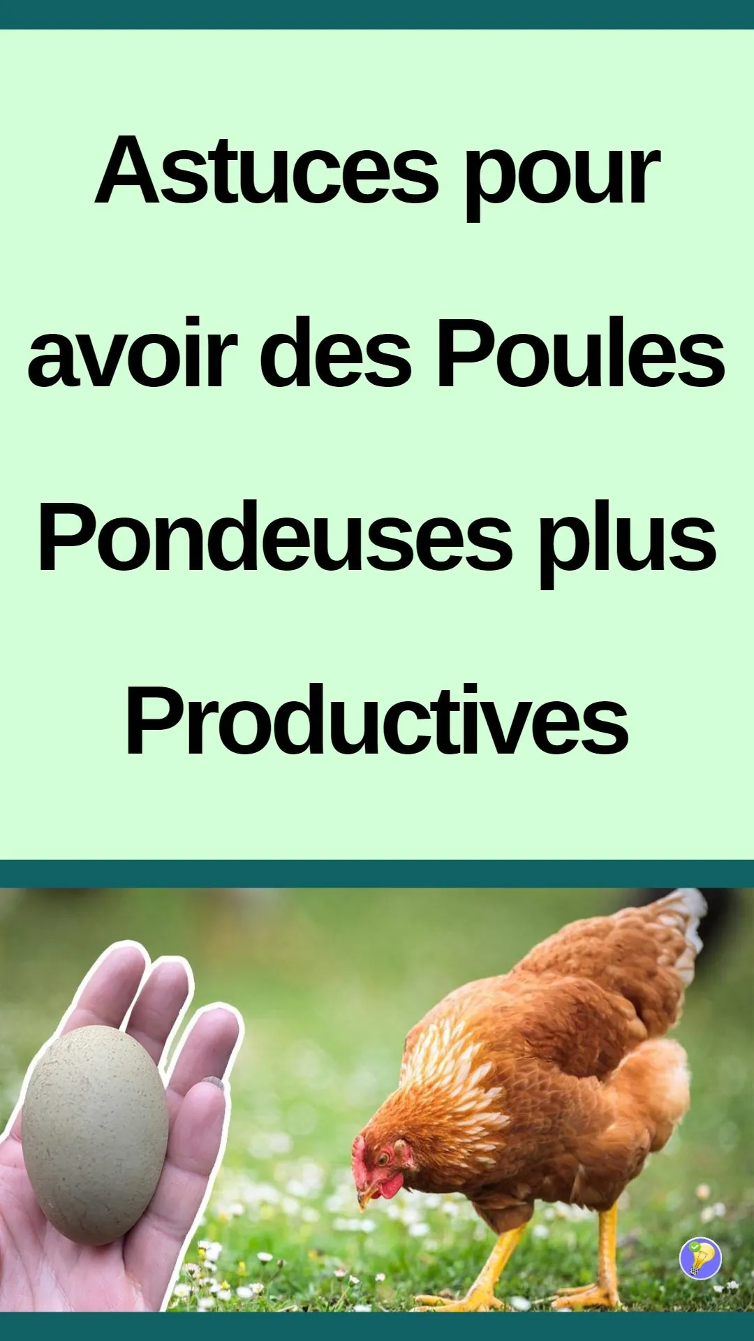 Des astuces pour améliorer la productivité des poules 
