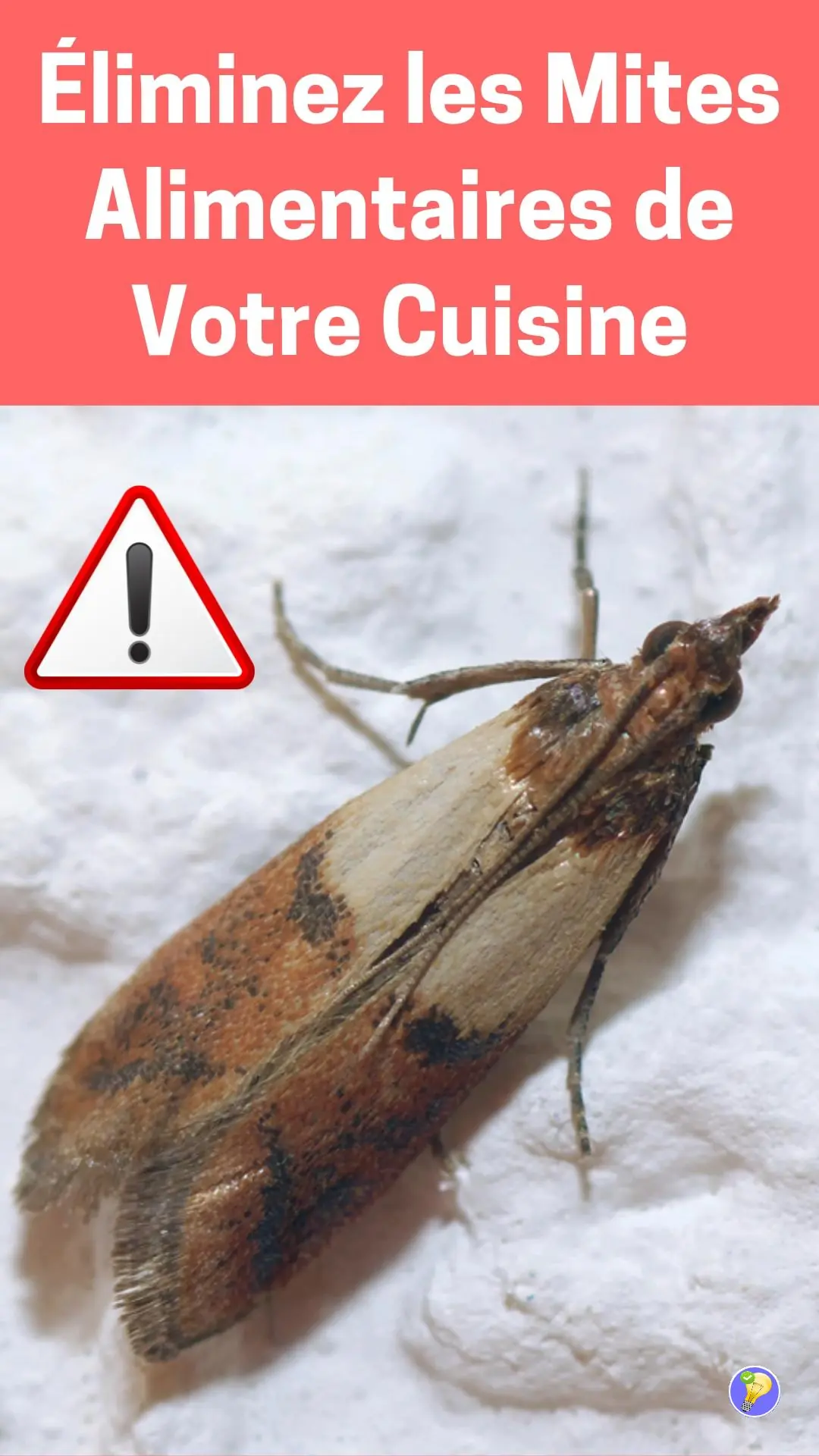 Astuces et trucs pour se débarrasser des mites alimentaires 