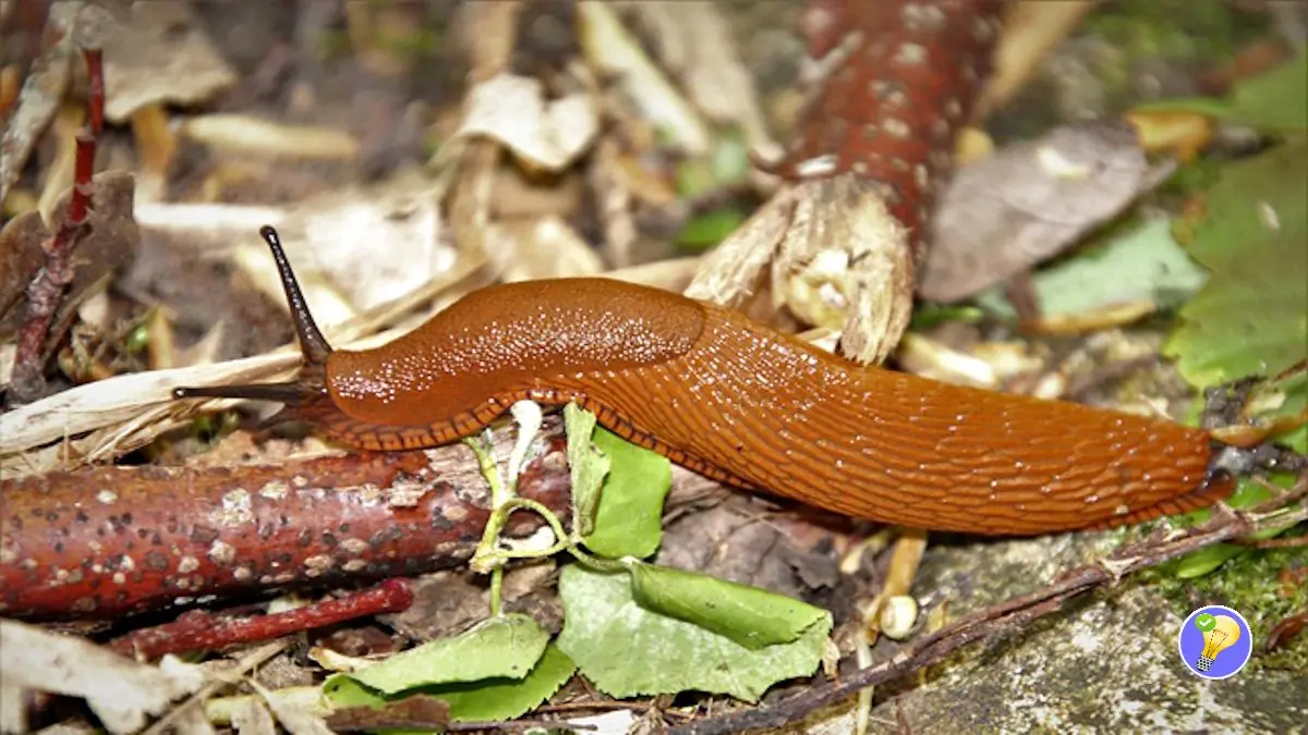Tipp, um Nacktschnecken vom Garten fernzuhalten