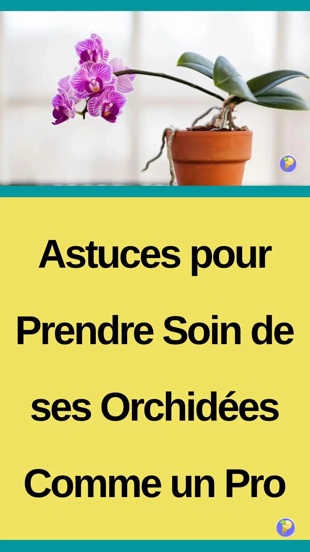 Prenez soin de vos orchidées comme un pro grâce à ces astuces indispensables 