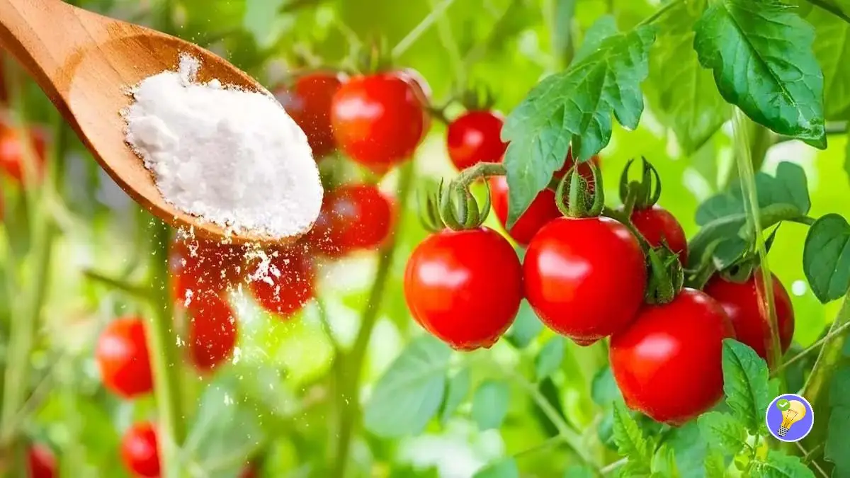 Bicarbonate de Soude : Outil Polyvalent pour un Jardin Sain