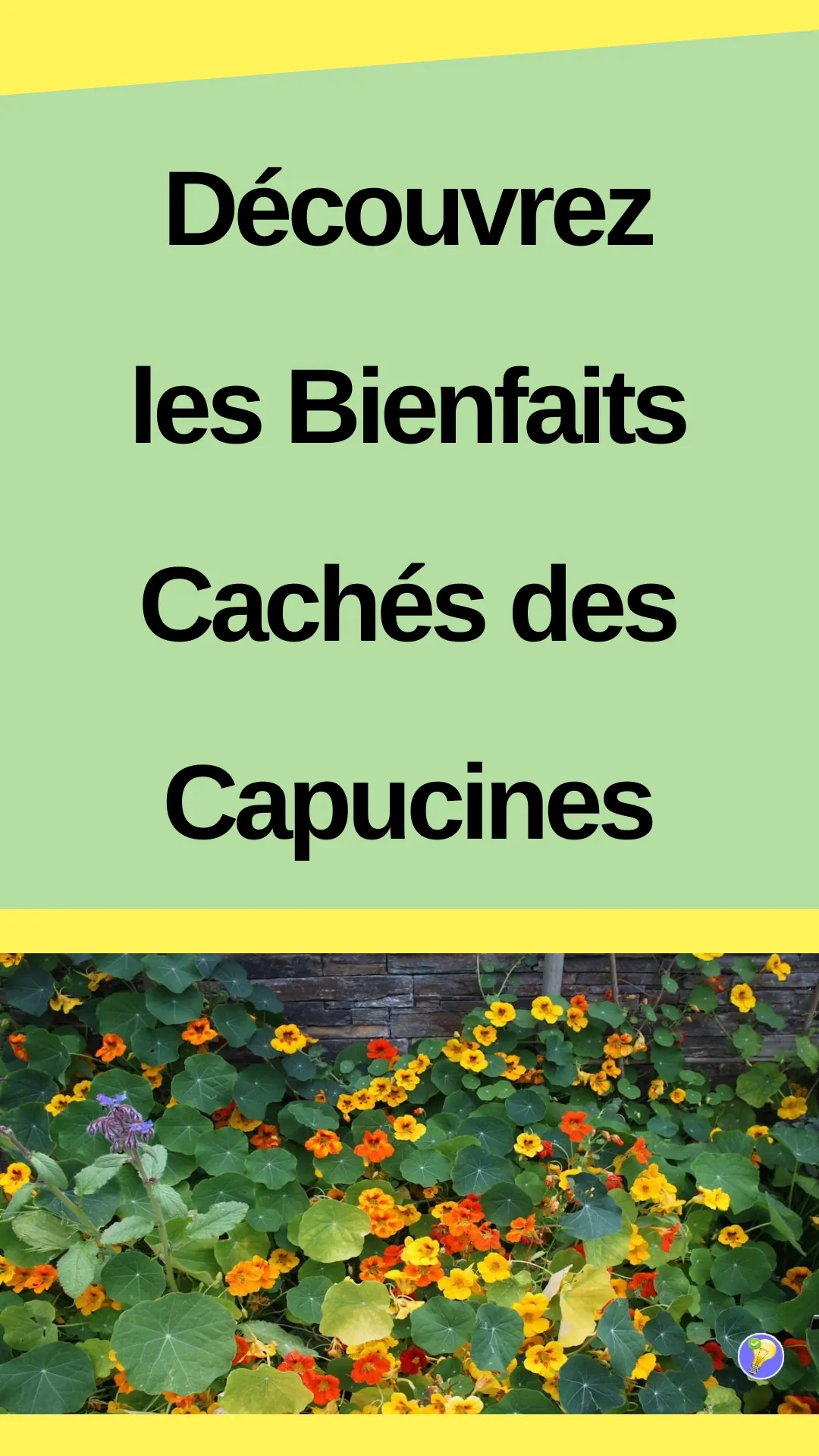 Raisons pour lesquelles on doit cultiver les capucines
