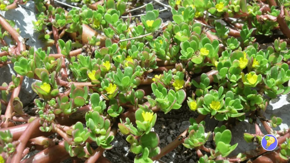 Les Bienfaits du Pourpier Maraîcher une Plante qui Mérite d'être Connue