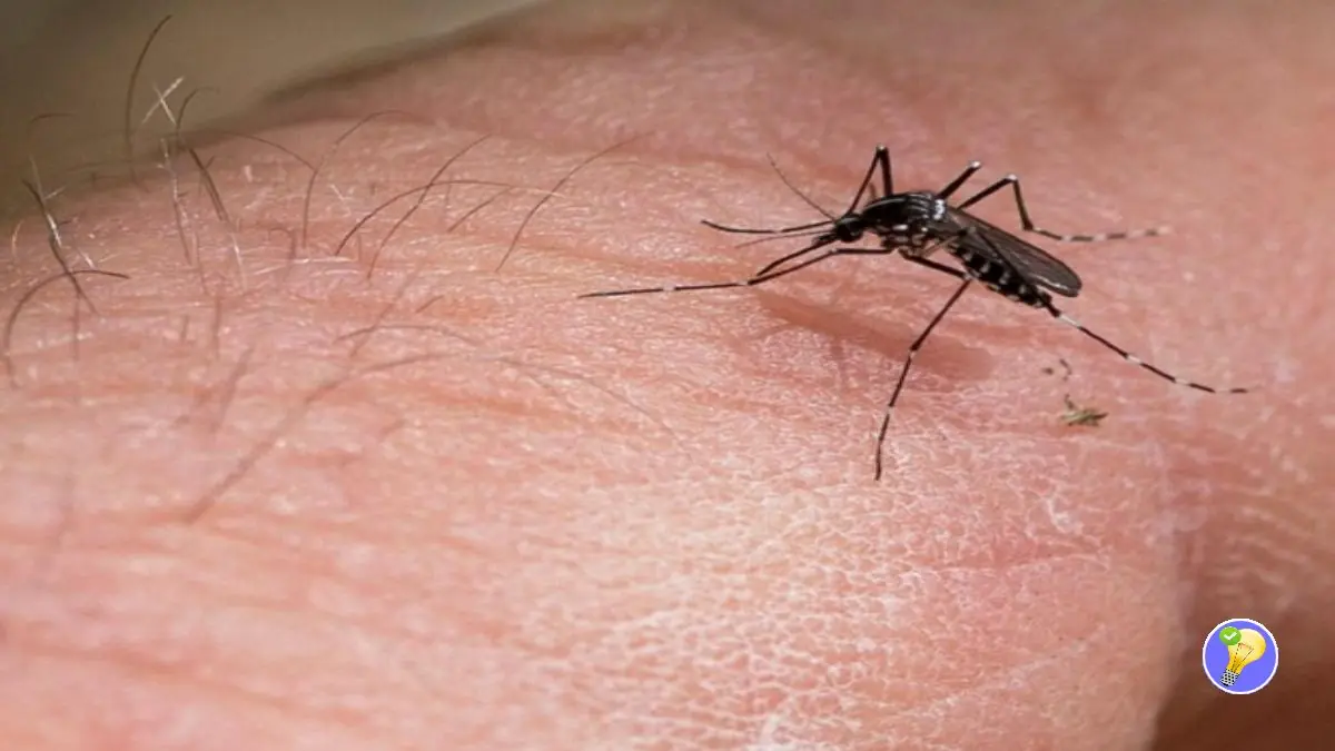 comment calmer demangeaison piqure moustique
