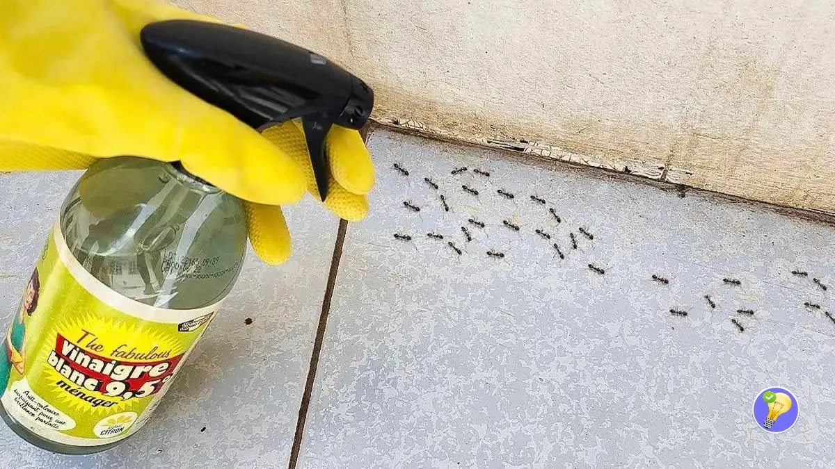 Tipps zur Ameisenbekämpfung mit Essig