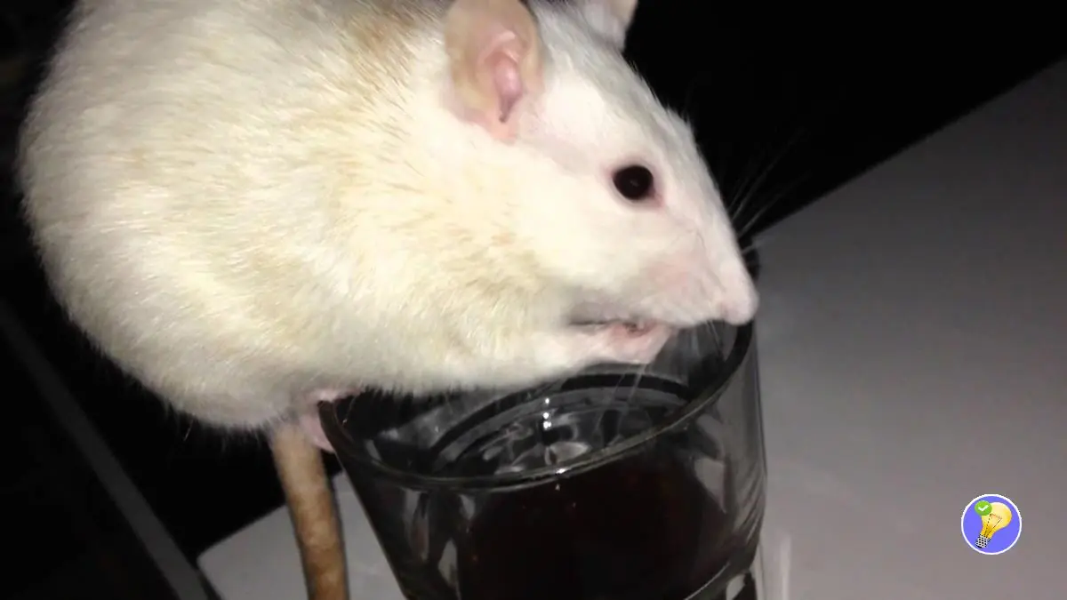 Le coca-cola pour se débarrasser des rats