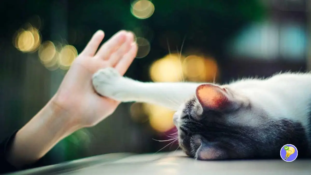 Comprendre votre Chat: Langage des Câlins