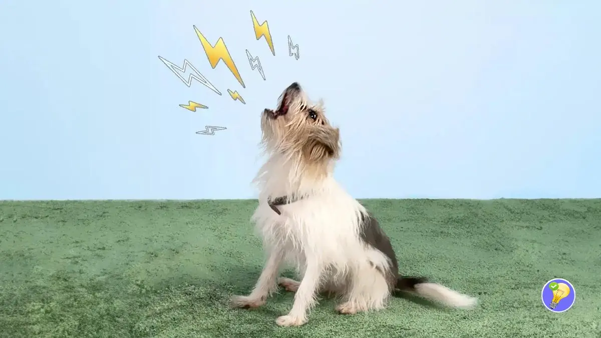 Chien Bruyant ? Comment Rétablir le Calme