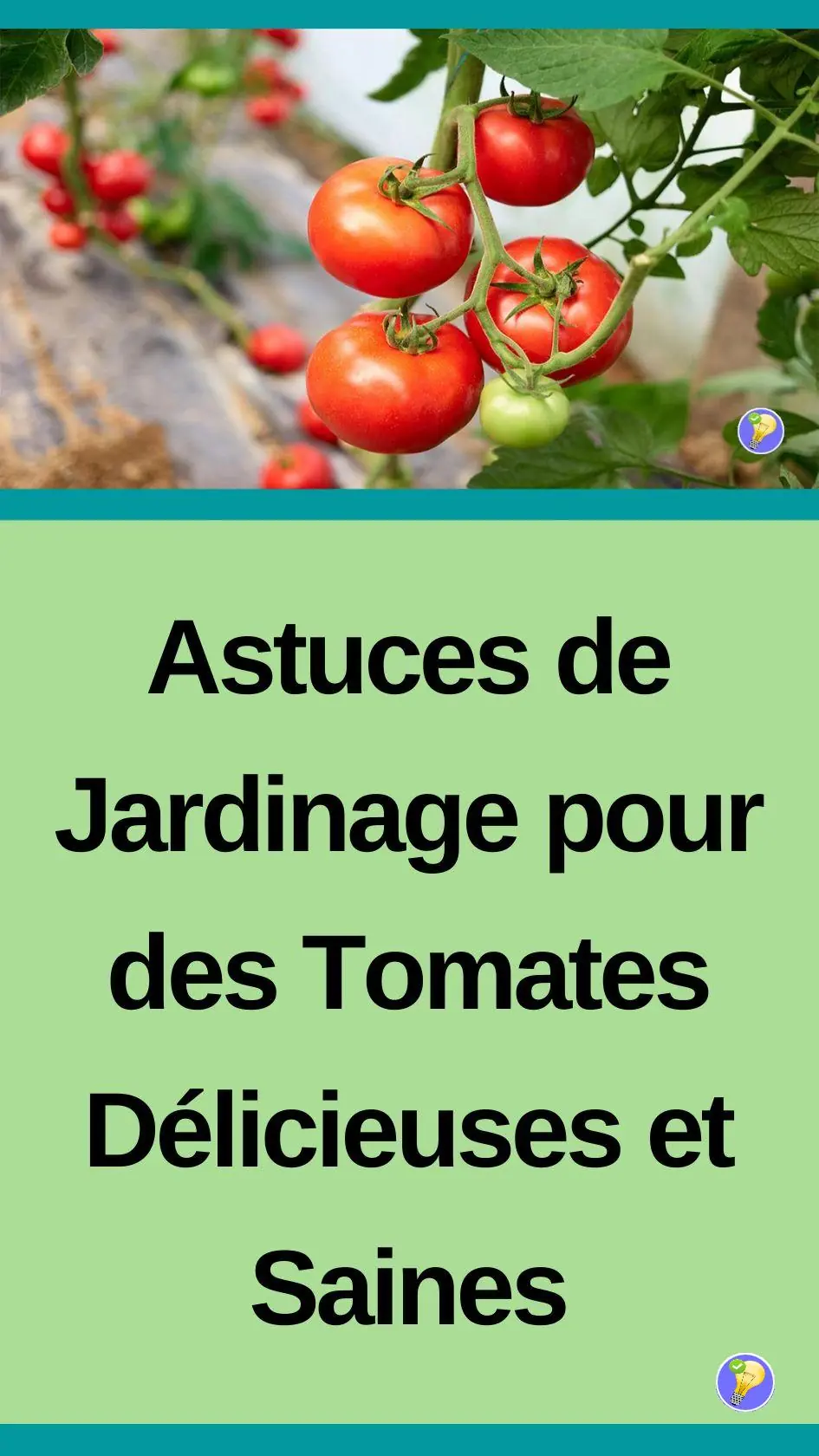 Astuces pour avoir des tomates délicieuses et saines 
