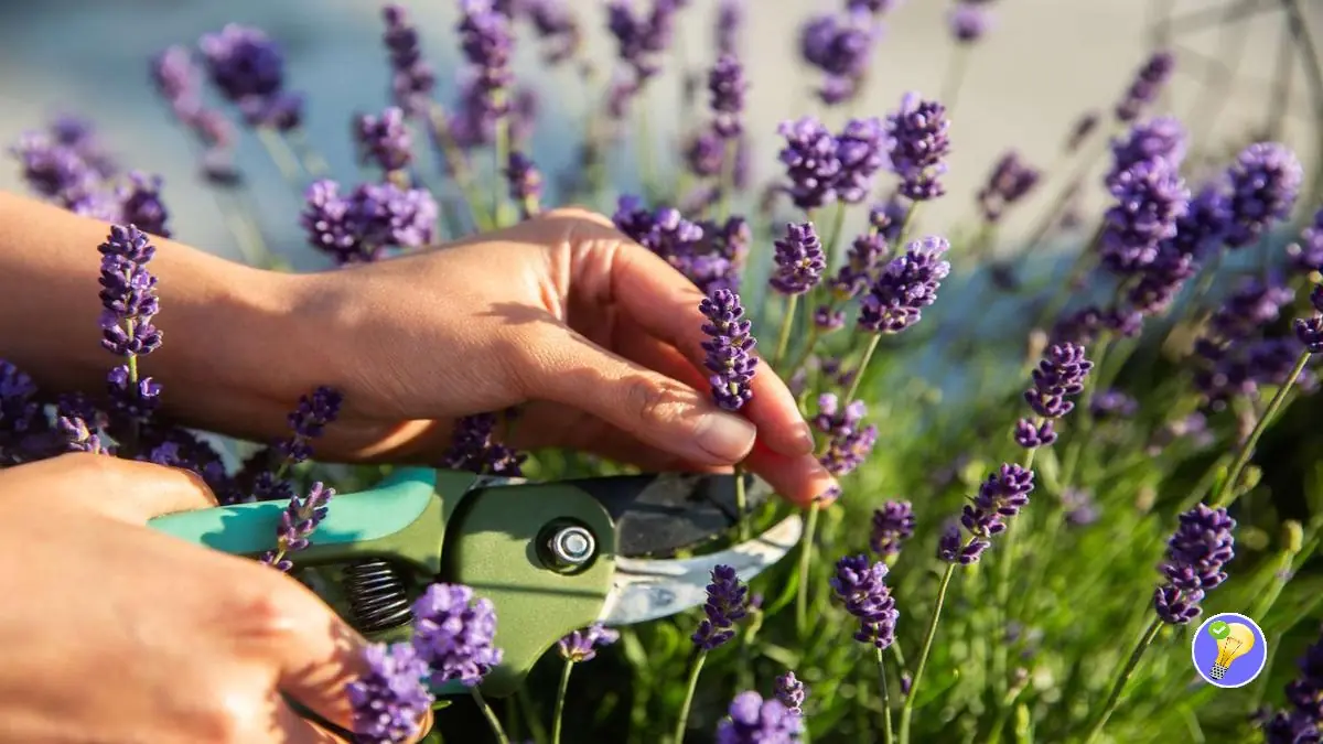 La Taille de la Lavande : Conseils Pratiques pour une Belle Floraison
