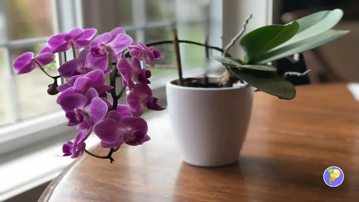 Tipps zum Füttern Ihrer Orchidee