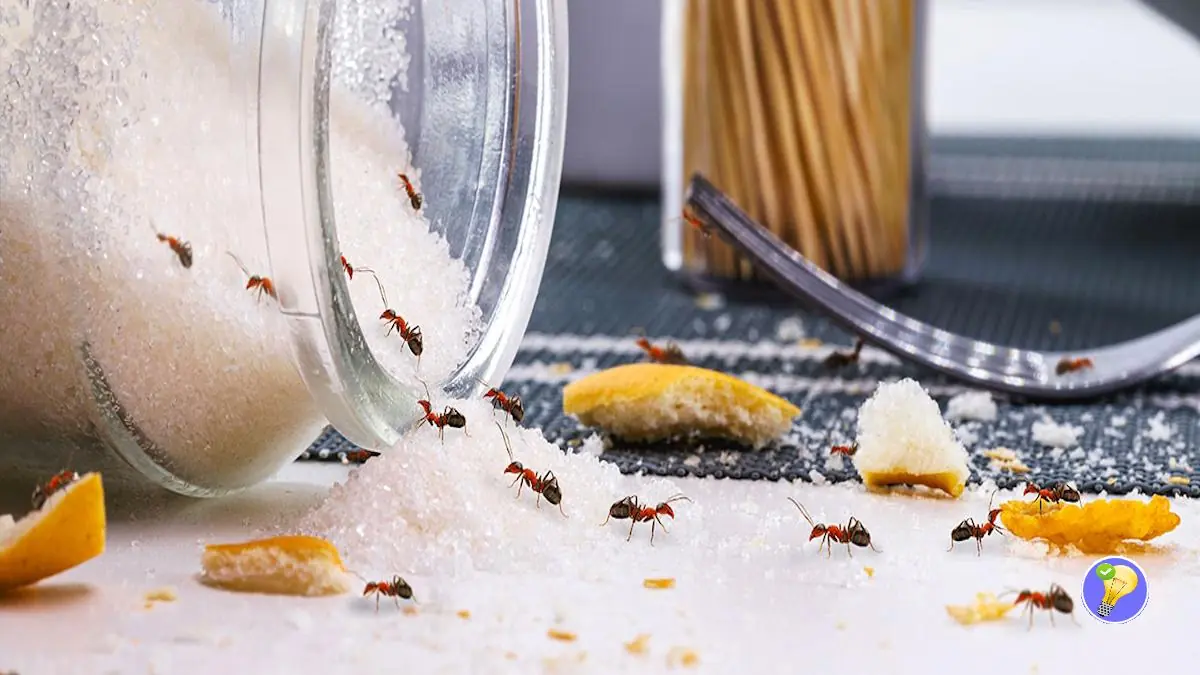 Tipps zur Vorbeugung von Ameisen