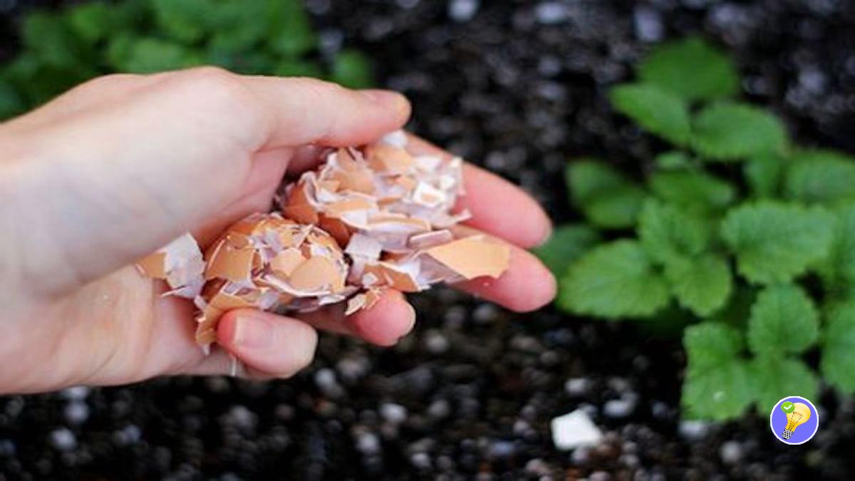 Coquilles d’œufs : 5 Utilisations Pratiques pour le Jardin