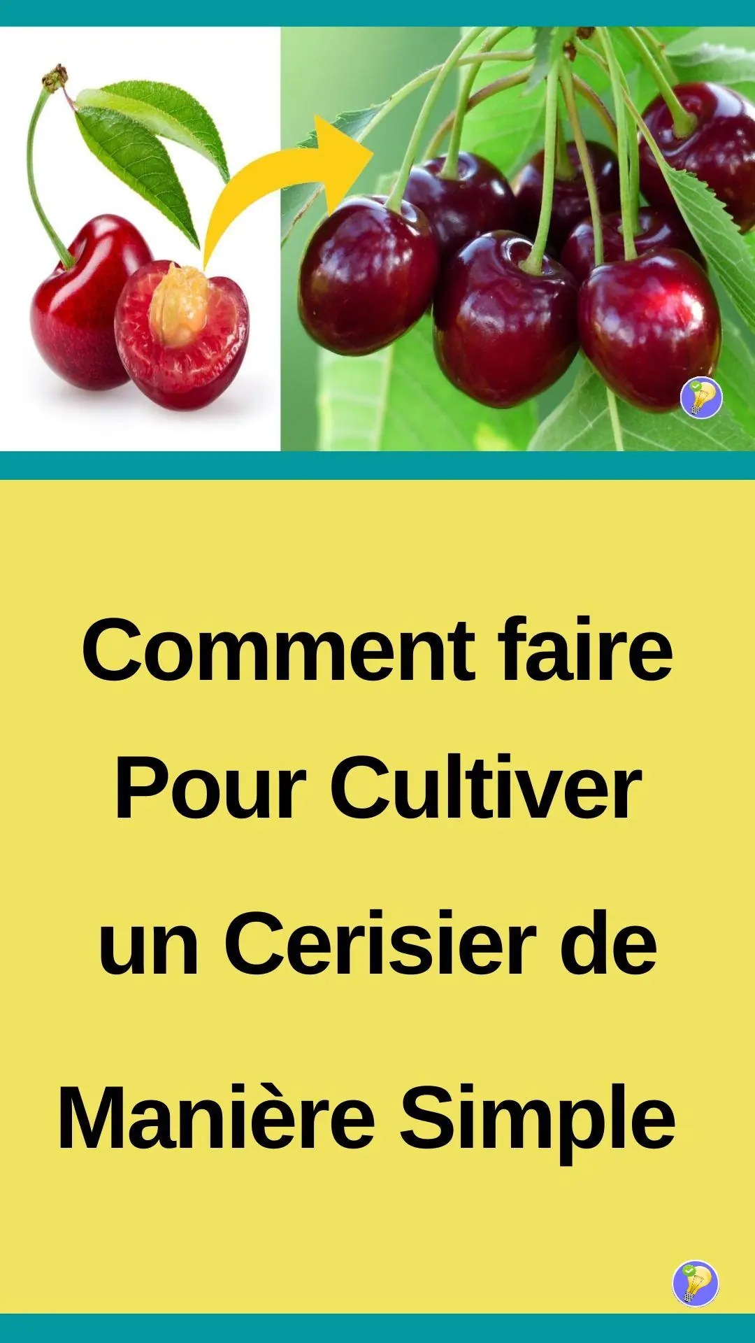 Plantation de cerises à partir des noyaux 