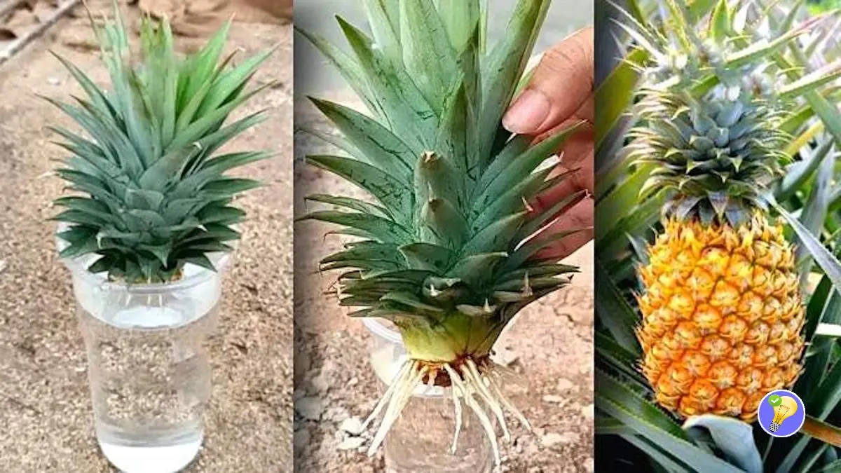 Recyceln Sie Reste, um Ananas anzubauen