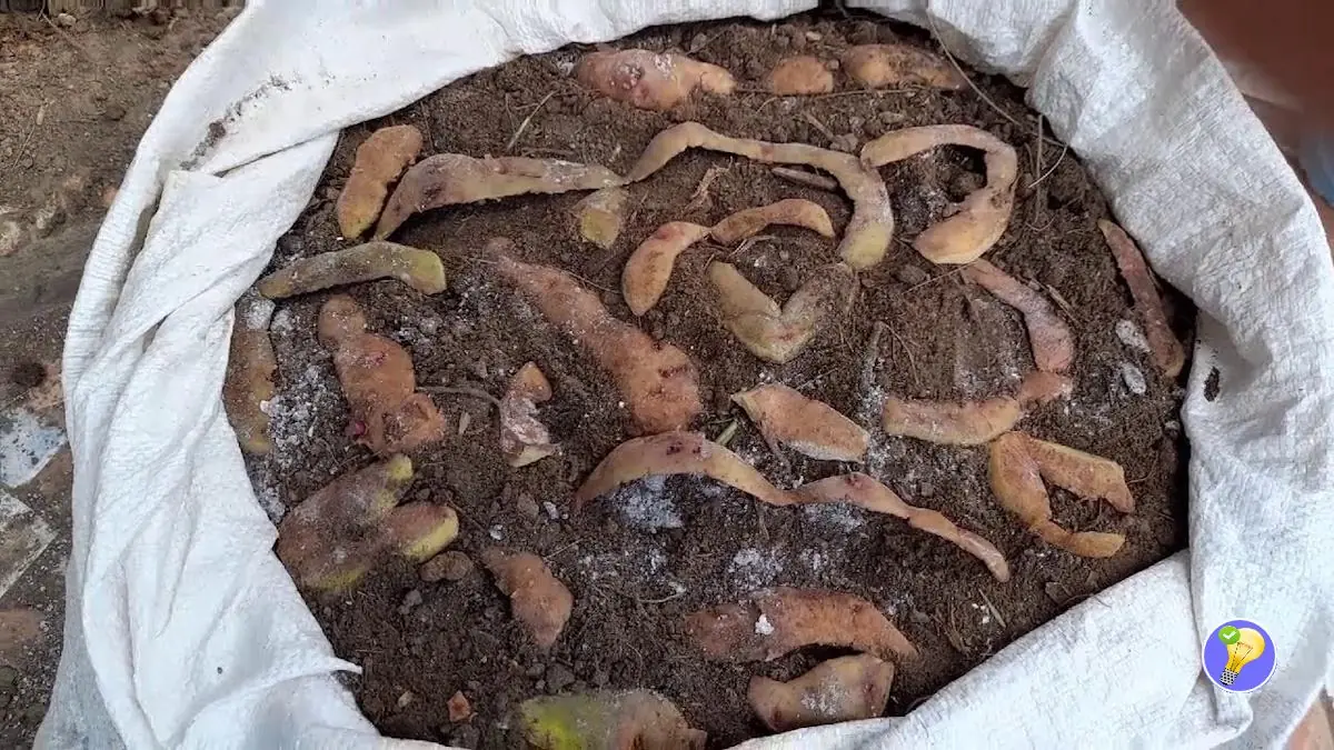 Recyceln Sie Reste, um Kartoffeln anzubauen