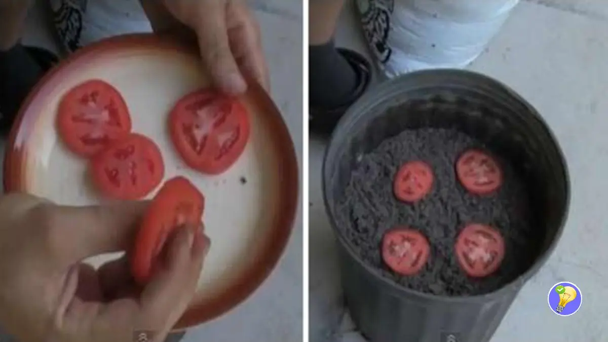 Recyceln Sie Reste, um Tomaten anzubauen