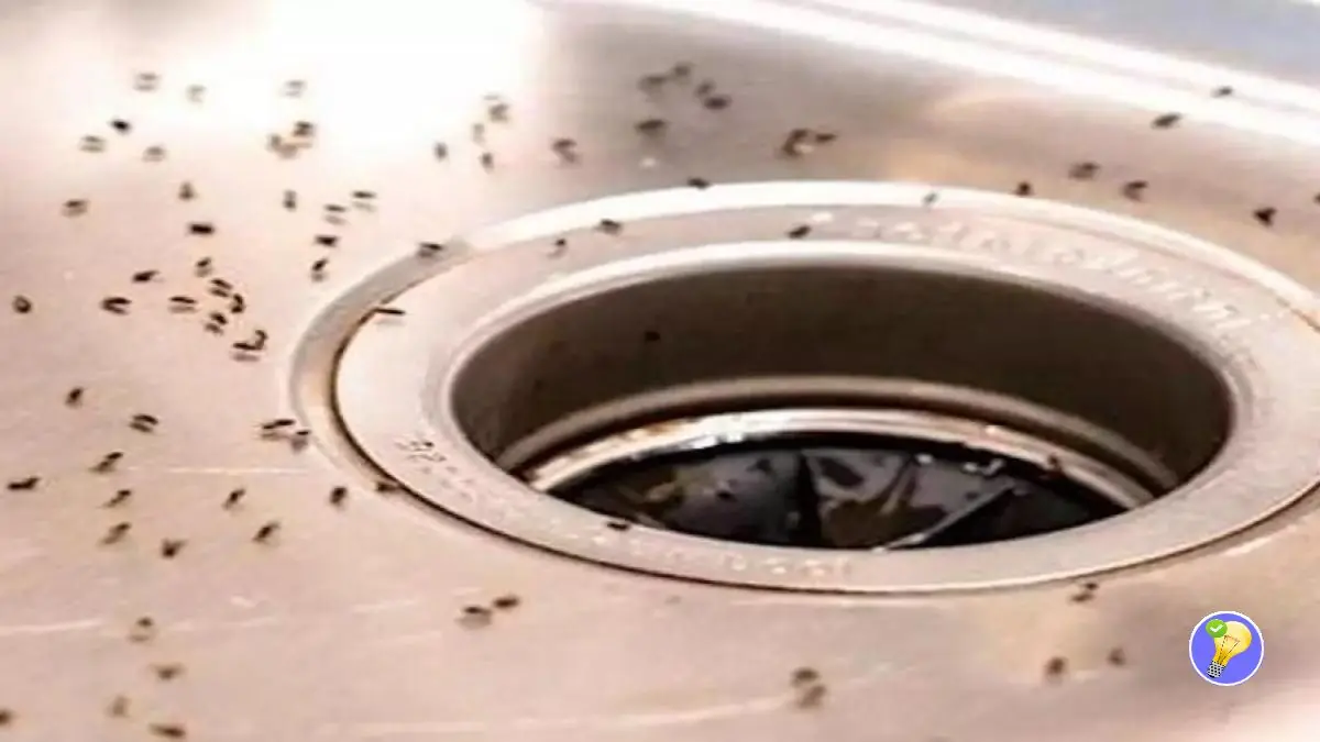 Moucherons dans la Cuisine 7 Trucs pour S’en Débarrasser