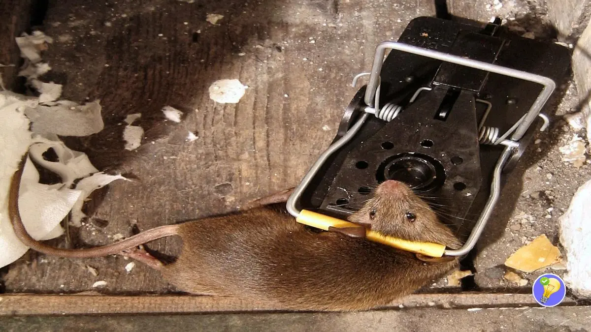 Utilisations des pièges pour lutter contre les souris