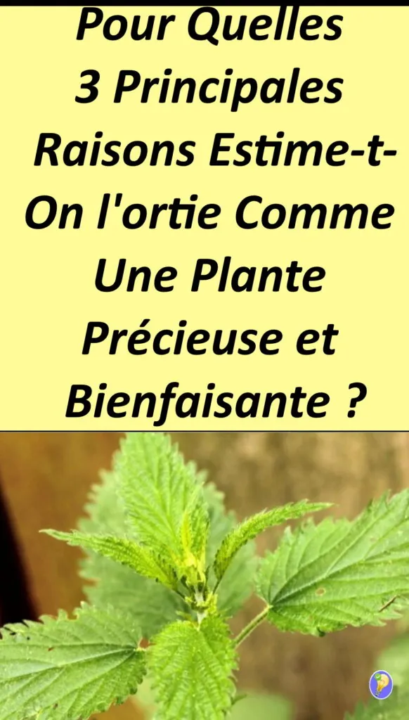 L'ortie : quelles sont ses vertus ? 