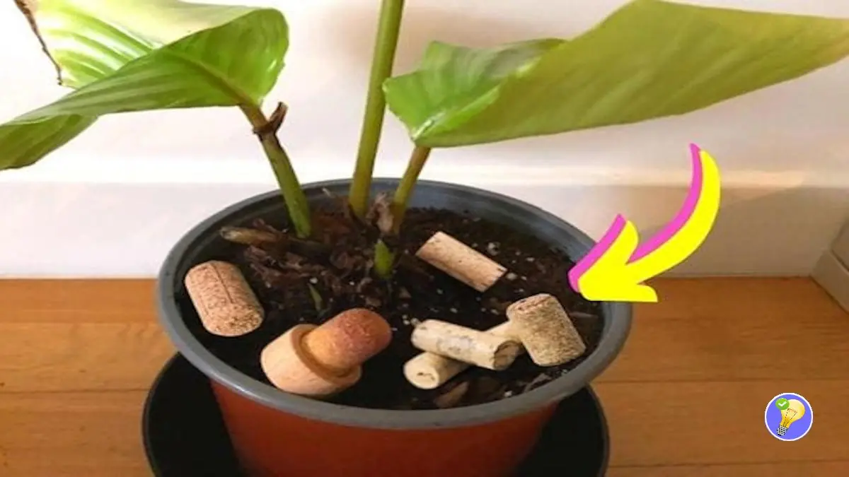 Entleeren der Blumenerde mit Korken