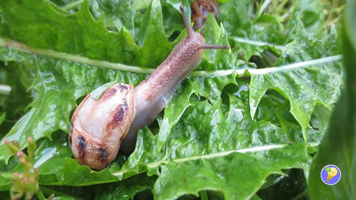 Astuces pour éloigner les Limaces et les Escargots Naturellement
