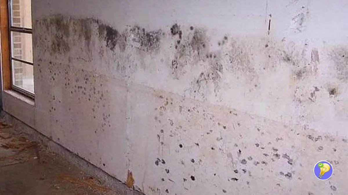 Moisissure Mur Platre Vinaigre Blanc Le Vinaigre Blanc pour Enlever les Taches de Moisissure