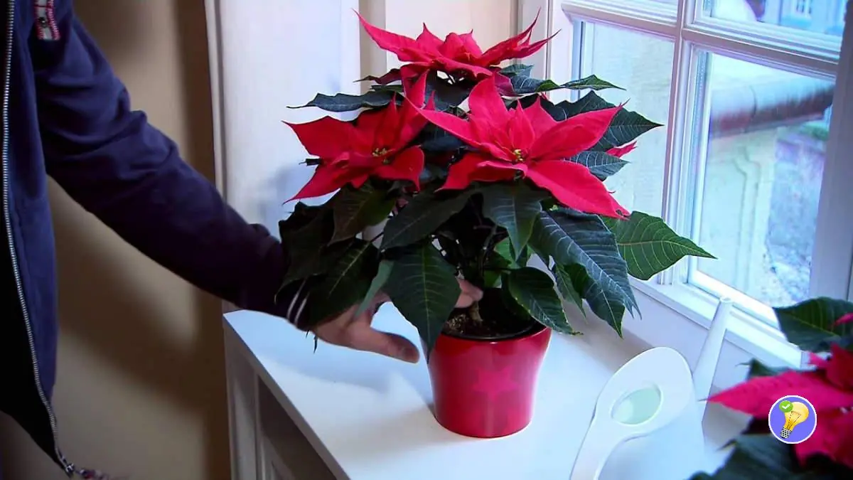 Tipp zur Pflege eines Weihnachtssterns