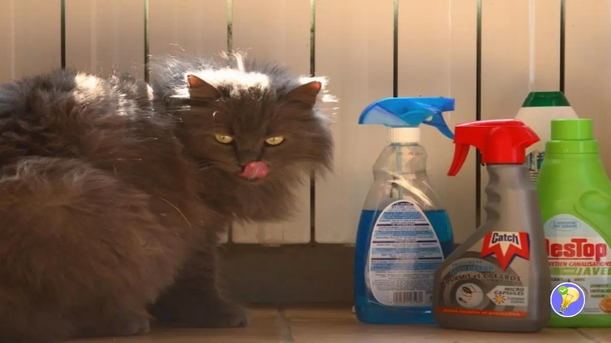 produit contre chat