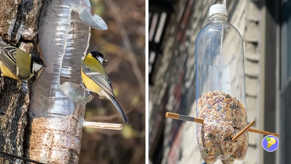Oiseaux en Liberté: La Mangeoire de Votre Jardin