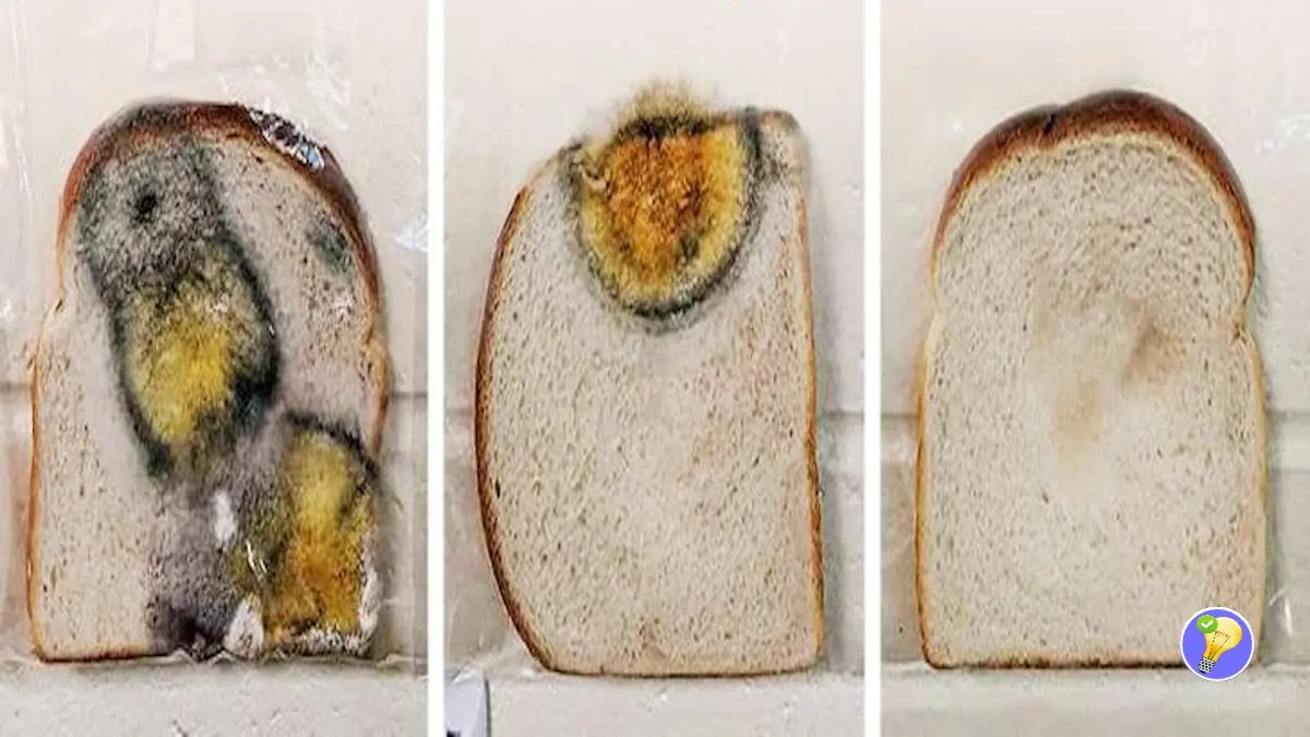 Die Lehre aus schimmeligem Brot ist die Bedeutung der Hygiene