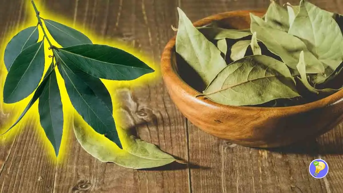 Laurier à la Maison: 5 Utilisations Essentielles