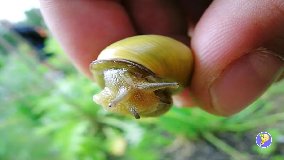 Tipp zur Bekämpfung von Nacktschnecken