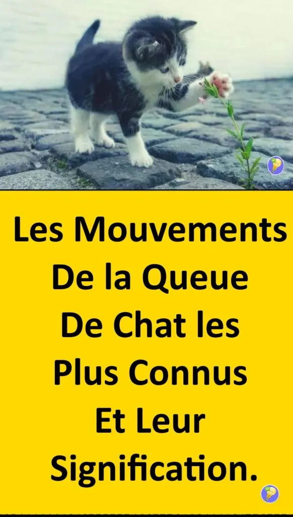 La Langue De Votre Chat Est Dans Sa Queue 10 Mouvements Que Vous Ne Pouvez Pas