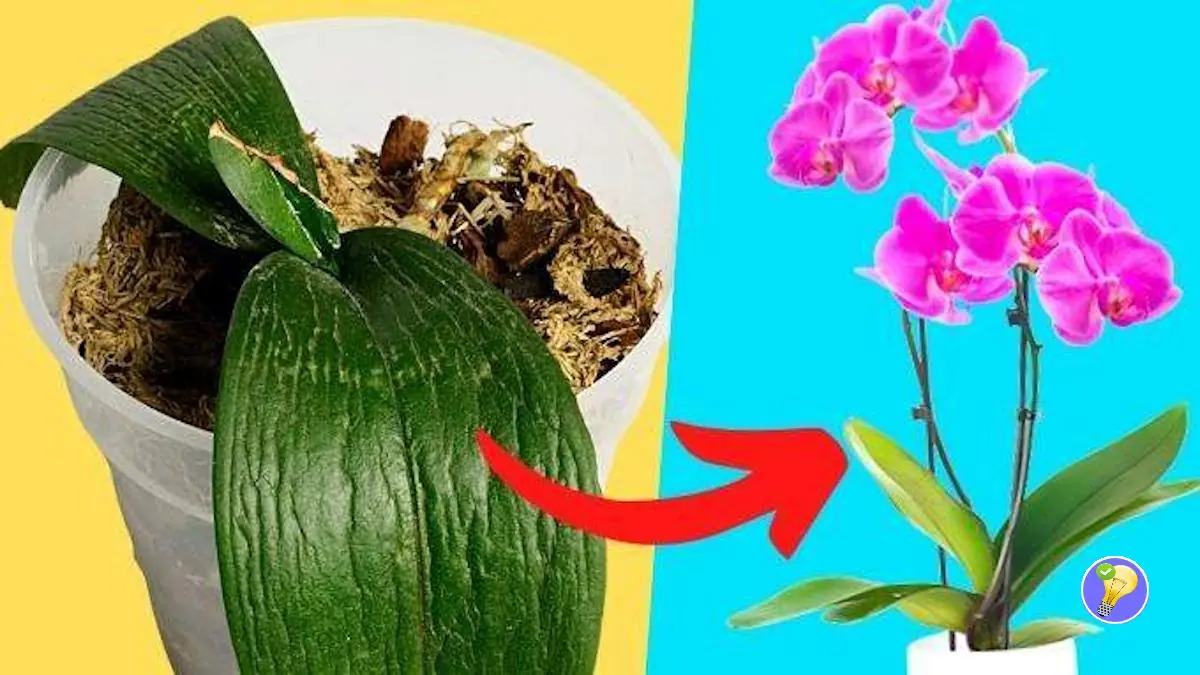 Orchidées Magnifiques en 12 Étapes Faciles