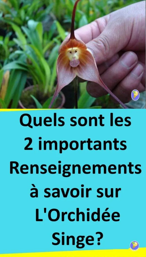 Les orchidées à tête de singe 