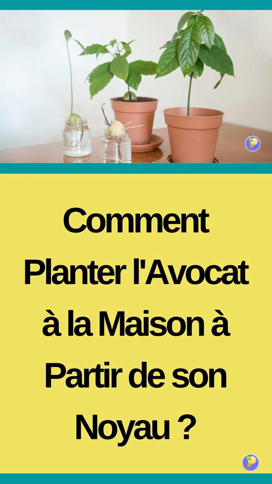 Culture facile et accessible d'un fruit exotique 