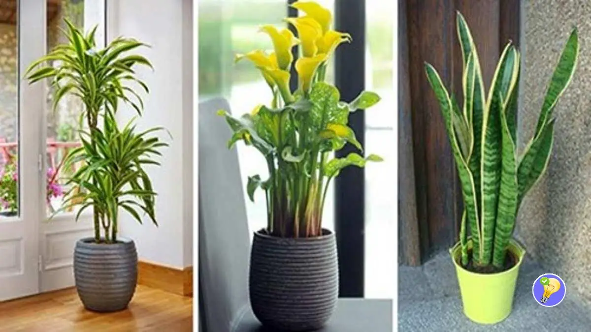 6 Plantes pour Purifier Naturellement l'Air la Maison